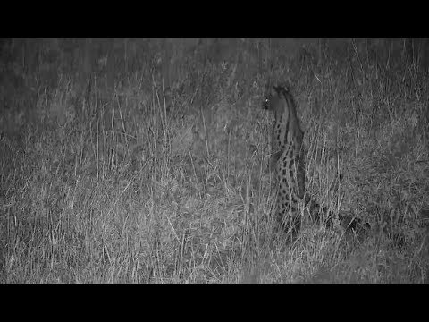 Djuma: Genet hunting  - 22:46 - 06/27/19