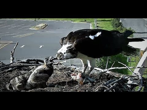 Louis comes through with another huge fish! 2018 06 23 00 07 04 126