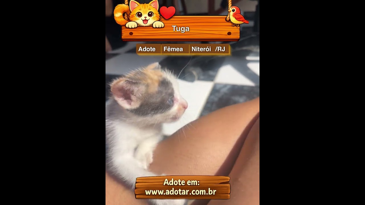 Gato raça SRD-ViraLata idade Abaixo de 2 meses nome Tuga