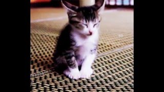 aww gifs