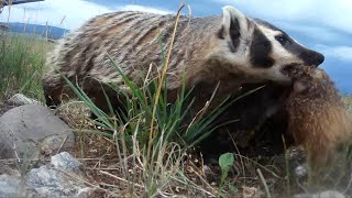 American badger steals a rock chuck carcass
