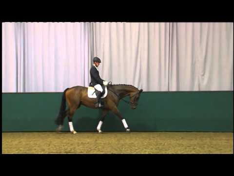 17 Fairytale v. Filius Bedo/Abano (44.NRW Elite-Auktion) www.westfalenpferde.de