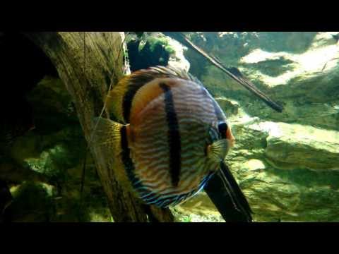 野生種七彩神仙魚混養缸 -- Wild Discus Fish Tank