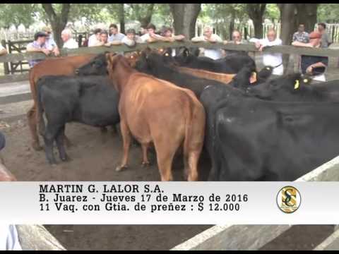 17-03-16 Venta de Vientres - Martin G. Lalor S.A. - B. Juarez.