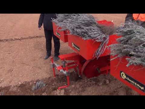 CHECCHI & MAGLI - PLANTEUSE LAVANDE/LAVANDIN - FOXDRIVE PLUS - FRANCE