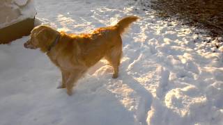 Hank the golden retriever in the snow