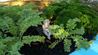 Back yard B4 the mulch