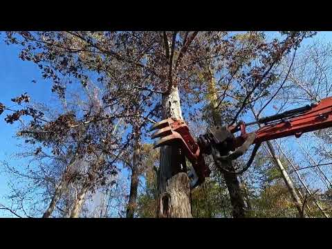 White oak coming down with a Husqvarna 572xp