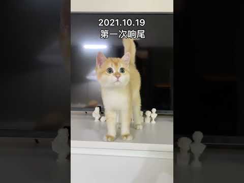 猫是猫 尾巴是尾巴 #猫咪的迷惑行为 #除了物种没变什么都变了#开水胡迪