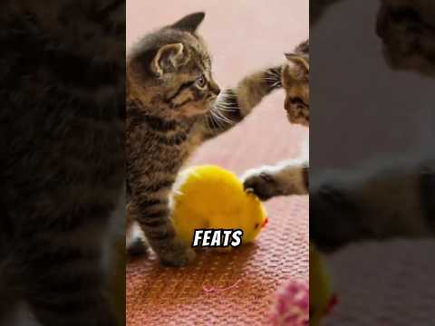 CATS ARE THE ULTIMATE SUPERSTARS  😻