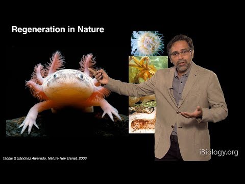 Alejandro Sanchez Alvarado (Stowers Institute/HHMI): Staying Young