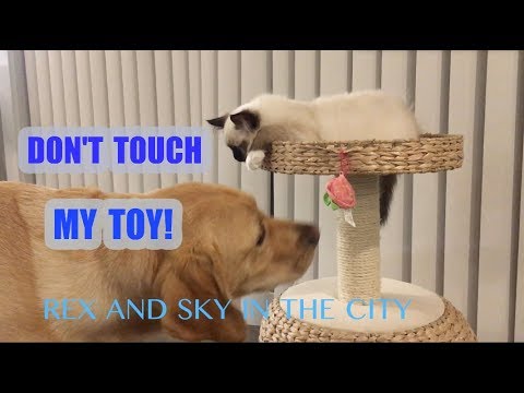 Ragdoll Kitten Sky Says Leave My Toy Alone To Rex the Golden Retriever DOG