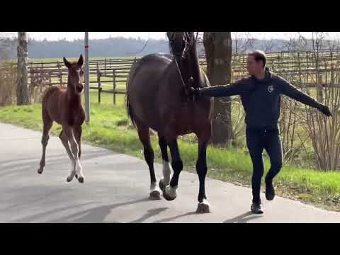 Hengstfohlen von Bonds