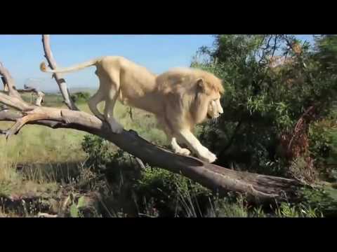 Gaia's Eye feat  Azucena Azul - Anthem For Animals