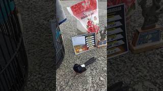 Download lagu murai batu jinak galak matuk tangan bisa juara 1 tgl 28-01-2024 mp3