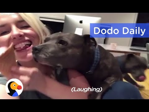 Funny Pit Bulls Try To Steal Mom's Ice Cream | Best Animal Videos | The Dodo Daily