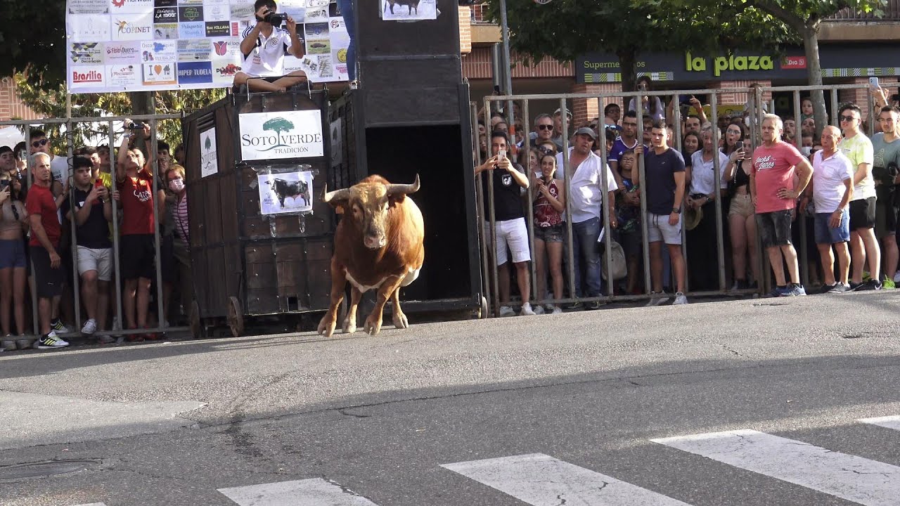 Tudela de Duero 2022 Suelta de Toros El Fogato 1º