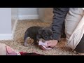 Frenchton dogs for sale: Lilac - Video 1