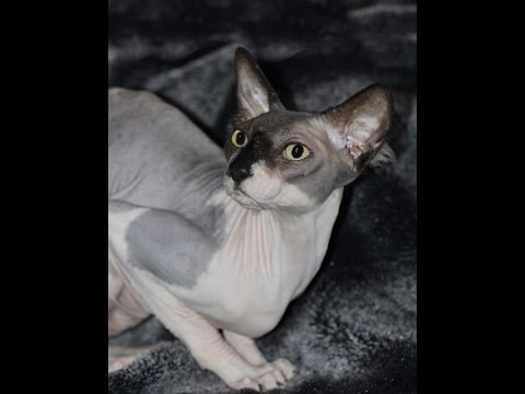 Samuel the Sphynx Cat – Most amazing pet anyone could ask for…