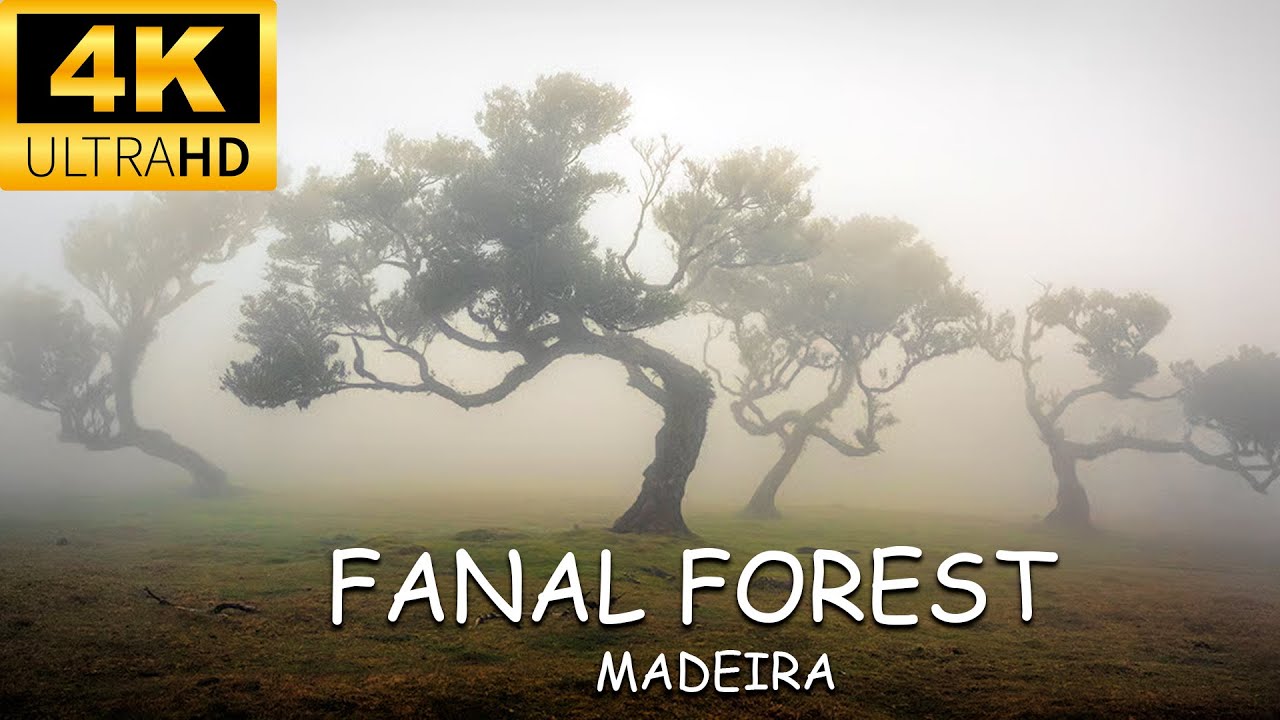 Soar high above Laurisilva Forest with this aerial footage.