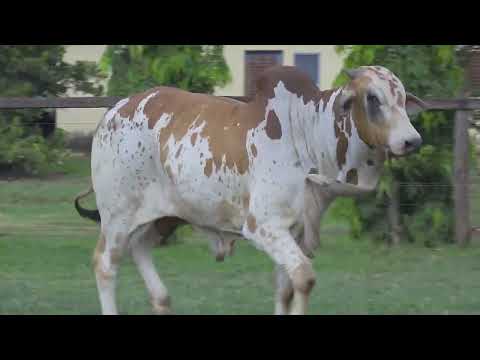 NELORE MANDY- 601 PO - GSGJ  601