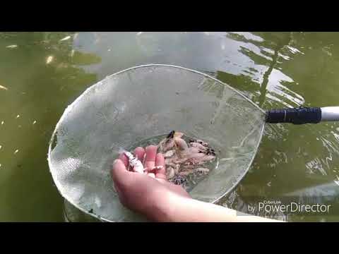 Jesrael Reluya Fish Farm Tour (Fish Collection)