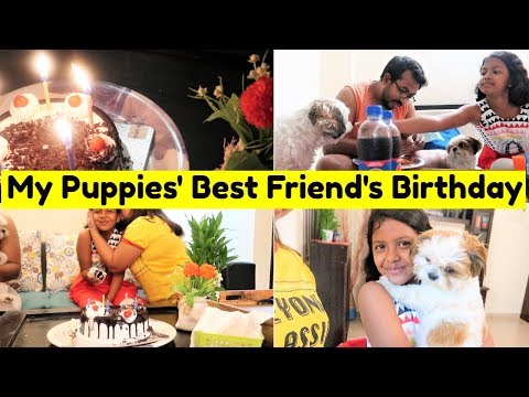 Puppies Celebrating Friend's Birthday | Surprise Birthday Celebration Vlog Video