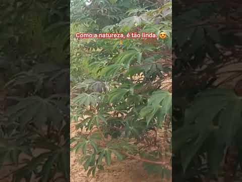 Fazenda Boa Vista 2/Rio Pardo De Minas MG ❤️ #viral #fazenda #foryou #youtubeshorts