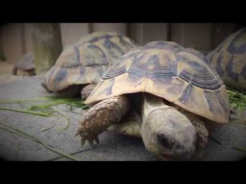 SchtiereGring - d Rüschtig ufem Rügge - GoPro Turtle-Cam