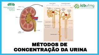 Fisiologia Renal - Métodos de concentração da urina (com foco no mecanismo de contracorrente)