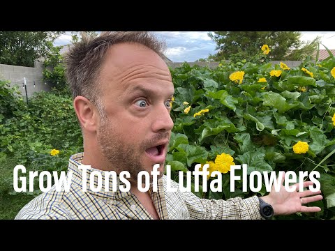 How to Grow Tons of Flowers on Luffa in Hot Climates (and attract Sphinx moths!)