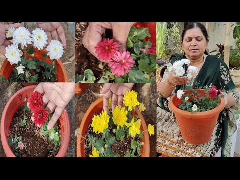 Types of Chrysanthemum Flowers || Sreelu Prapancham || srilatha 