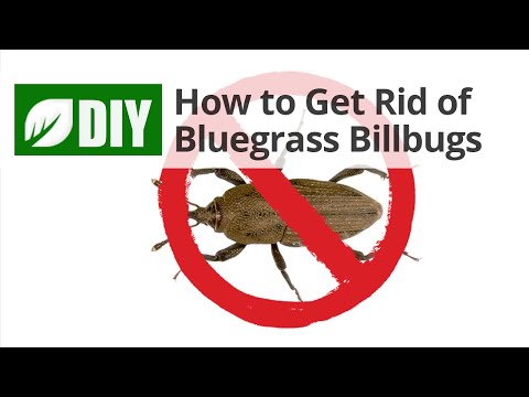  How to Get Rid of Bluegrass Billbugs  Video 