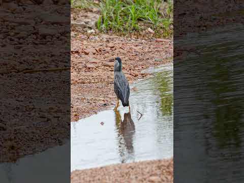 Natureza no Piauí: Pássaros e Borboletas em São Raimundo Nonato