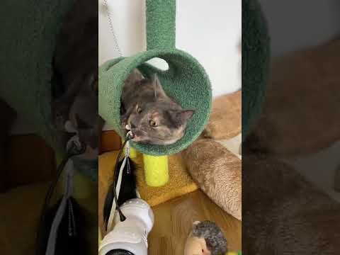 Me compran mis cosas