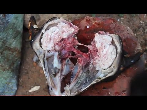 WE ATE GOAT BRAINS - Smarter Every Day 20
