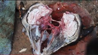 WE ATE GOAT BRAINS - Smarter Every Day 20