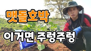 맷돌호박 밑거름 이거면 100개는 딴다  주렁주렁