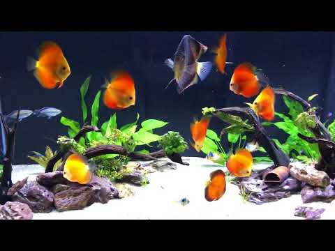 fiamma rossa Discus growout in low light planted tank part1
