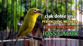 Download lagu CIAK DOBLE JOSS PERANGSANG BIRAHI KECIAL KUNING || MUJARAB LANGSUNG JOSS GACOR|| @zgkicaulombok6363  mp3