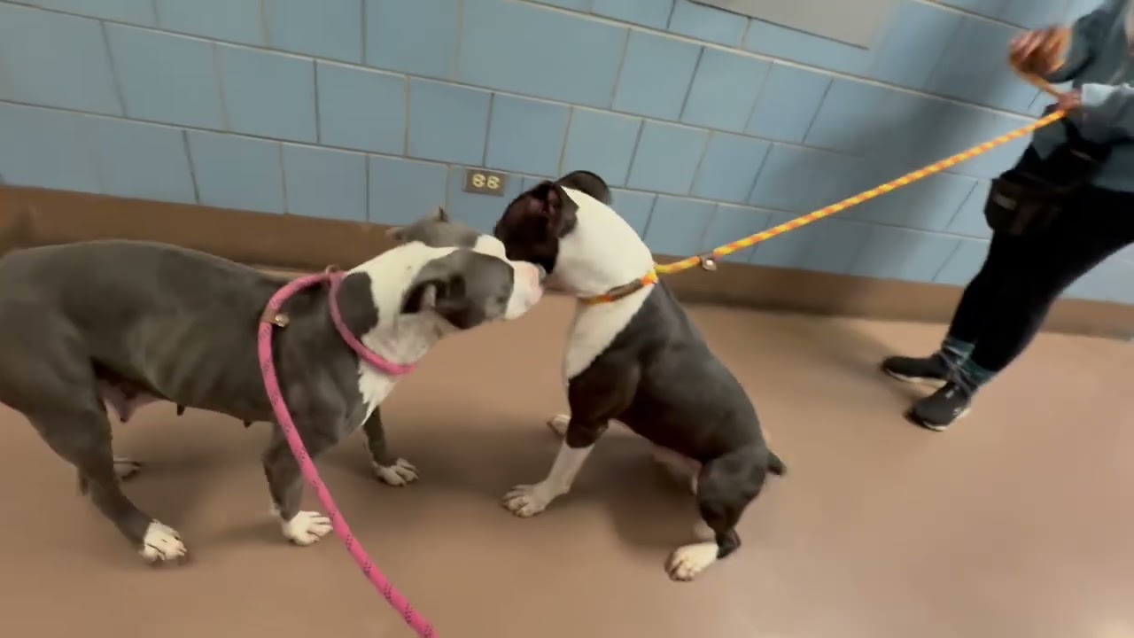 Jimmy's Leash Test 2