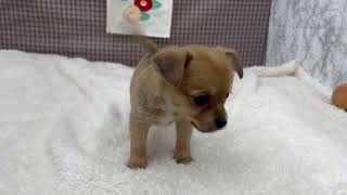 ハーフ犬の動画01