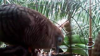 Download lagu Pikat merbok tandang tumpang mp3 Download lagu Pikat merbok tandang tumpang mp3