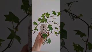 IVY PROPAGATION. THE EASIEST PLANT TO CARE #plants #propagation #ivy