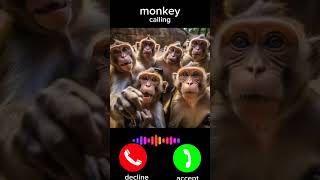 Download lagu #ringtone #monkey #calling #shorts mp3 Download lagu #ringtone #monkey #calling #shorts mp3