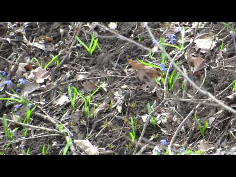 пролиски(spring flowers)