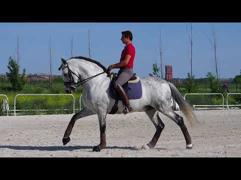 Iberian Horses - Dressage PRE and Lusitano horses