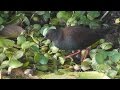 Spotless Crake combi ( (Porzana tabuensis) HD Video clip