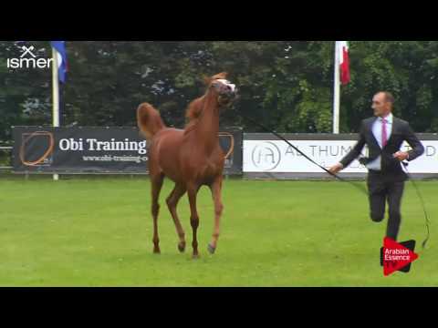 N.1 PAN DORA - Ströhen 2017 C-Show - Yearling Fillies (Class 3A)