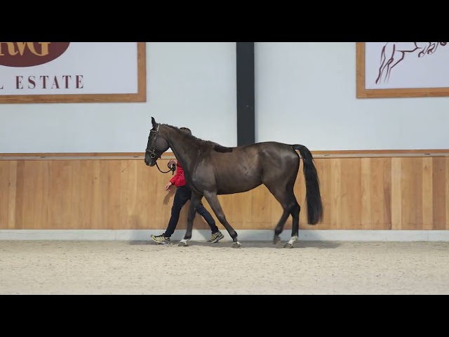 Santaromita-jw-van't-verahof